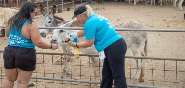 Painting with Donkeys