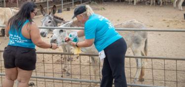 Painting with Donkeys